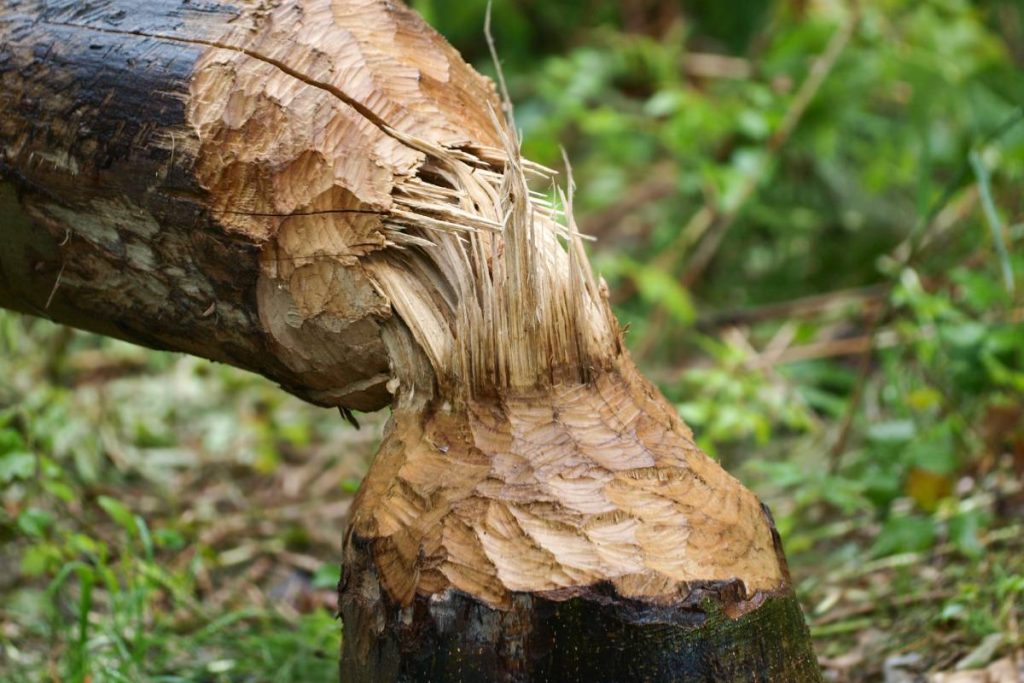 How to Remove Palm Tree Stumps: A Comprehensive Guide
